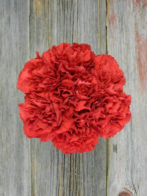 DON PEDRO  RED CARNATIONS
